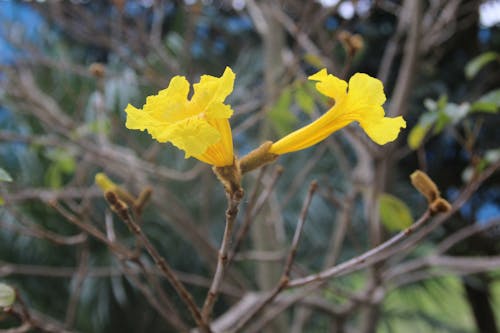 Бесплатное стоковое фото с желтый цветок, фото природы, цветок