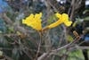 Free Безкоштовне стокове фото на тему «жовта квітка, квітка, фотографія природи» Stock Photo