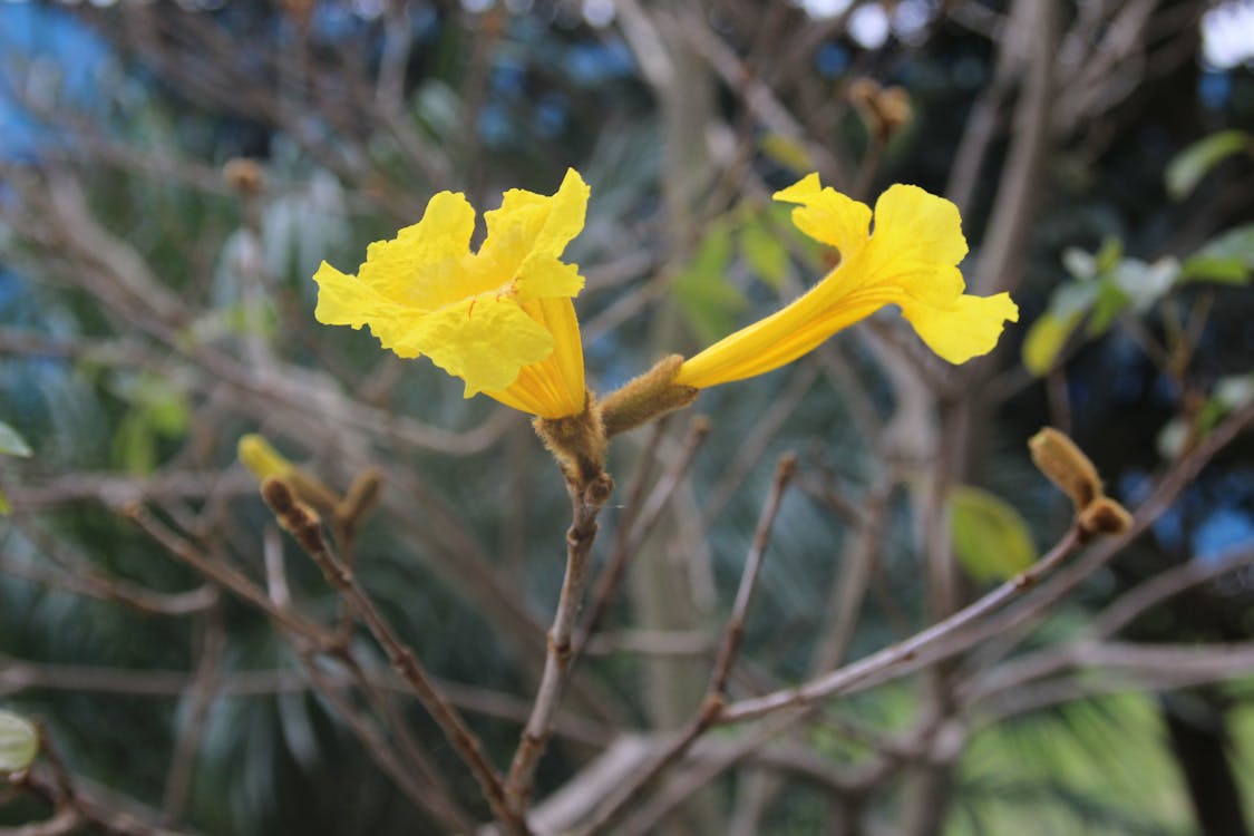 Free Immagine gratuita di fiore, fiore giallo, fotografia della natura Stock Photo