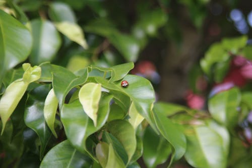 Free 瓢蟲, 自然攝影 的 免费素材图片 Stock Photo