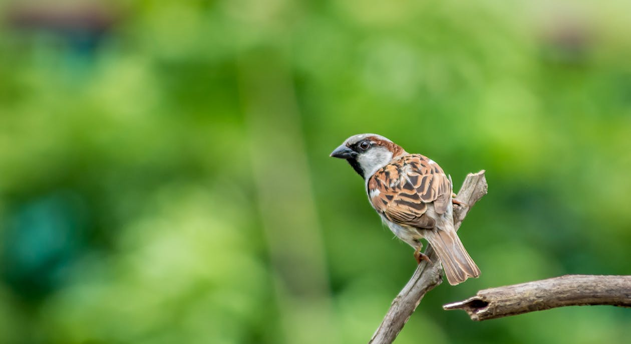 Free Brown and Black Bird Stock Photo