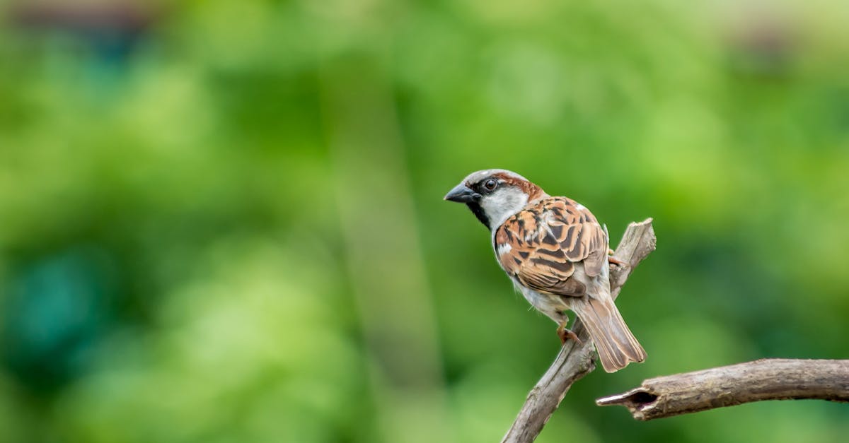 What does seeing a bird spiritually mean?
