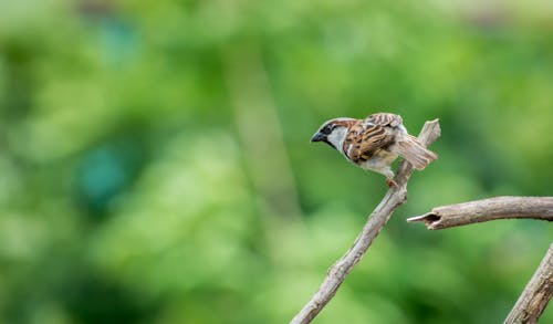 Fotografi Fokus Selektif Dari House Sparrow Bertengger Di Cabang Pohon