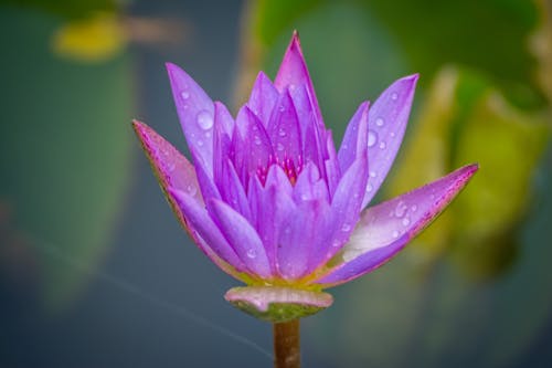 Расцвели фиолетовые лепестковые цветы с капельками росы
