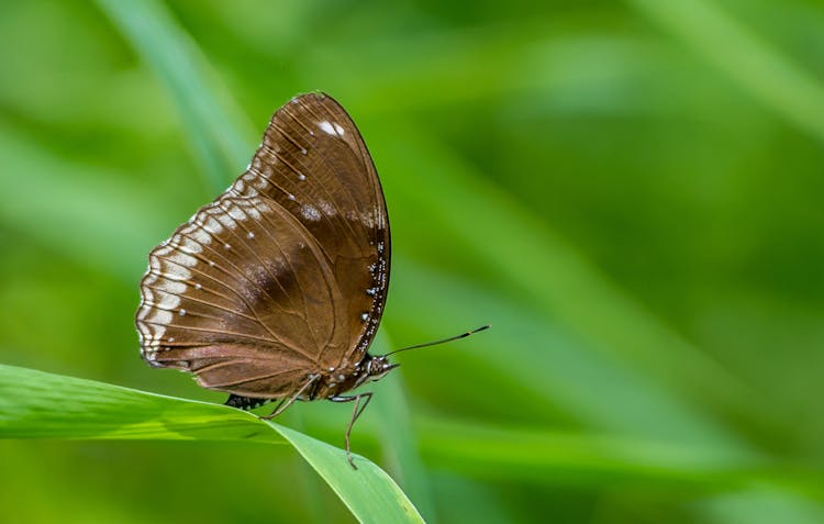 Macro Photography Of A Butterfly