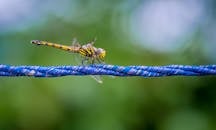 一只充满活力的蜻蜓在户外停在一根蓝色绳子上，细节清晰可见