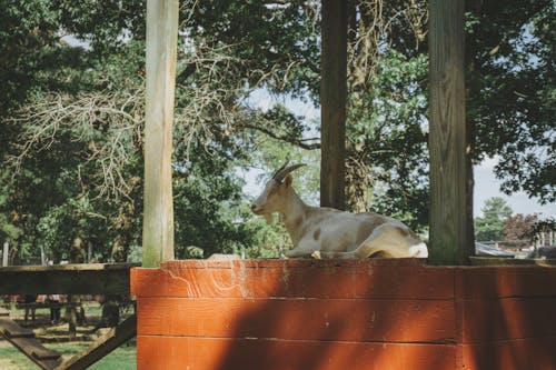 White and Brown Goat with Horns Resting on a Wooden Surface