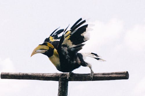 Free Black and Yellow Hornbill Perched on a Piece of Wood Stock Photo