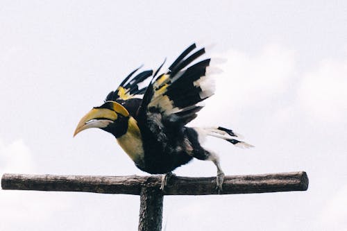 Black and Yellow Hornbill Perched on a Piece of Wood