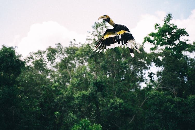 Photo Of A Hornbill Bird Flying