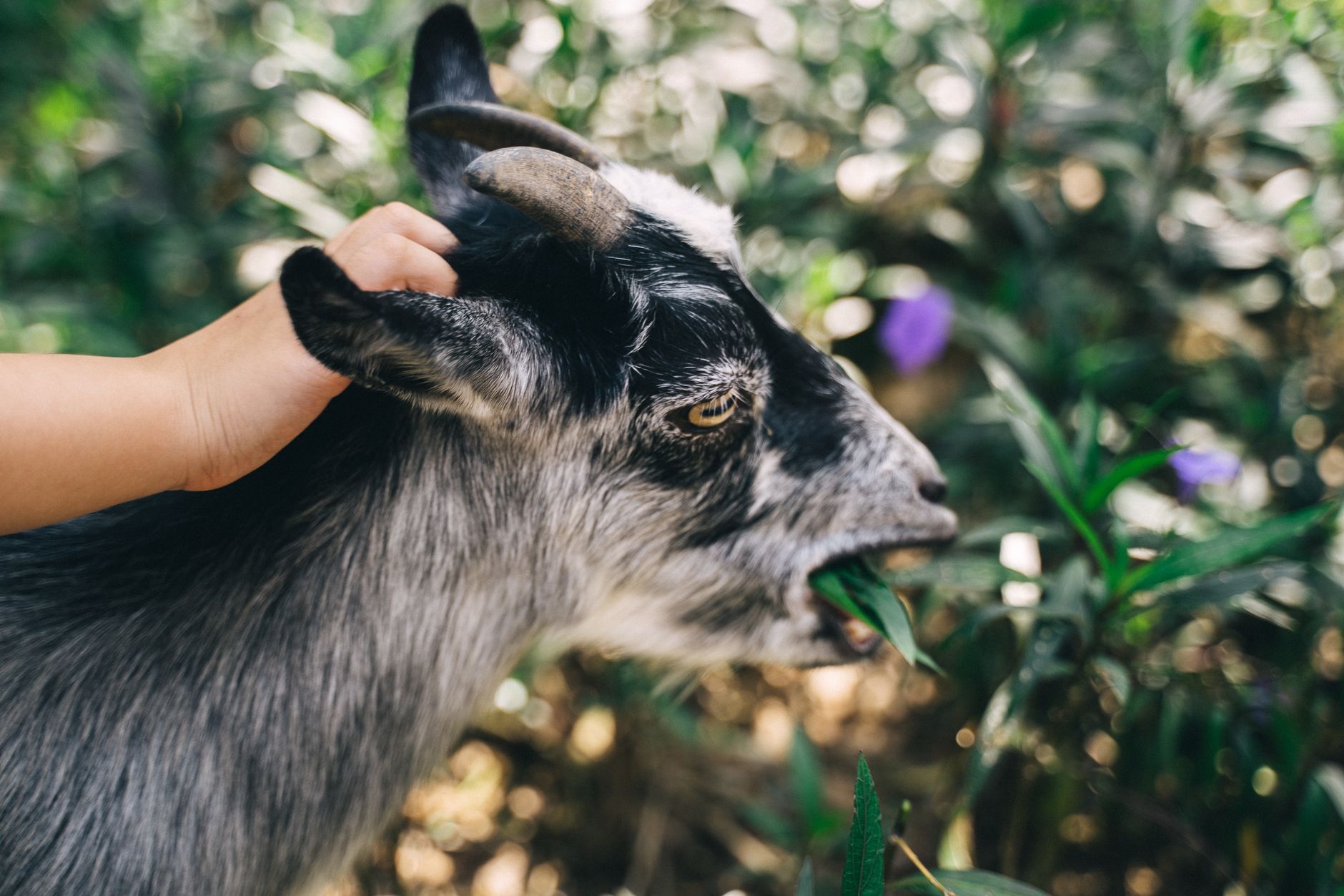 Green Meadows Petting Farm