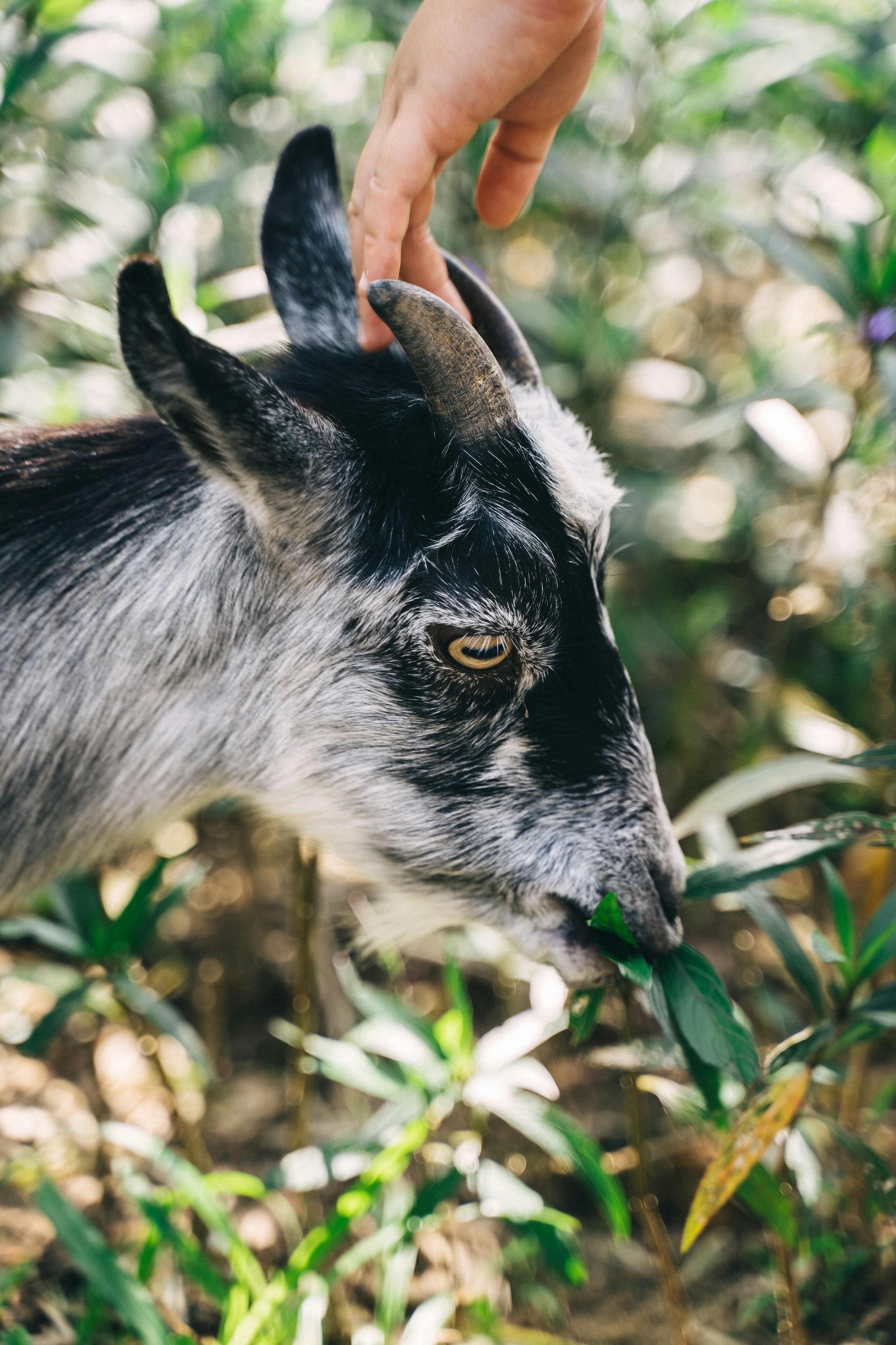 A close-up of a goat being petted, showcasing its natural environment and interaction with a human hand.