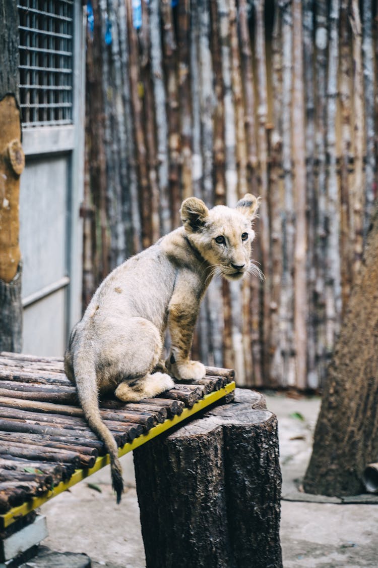 Photo Of A Cub At The Zoo