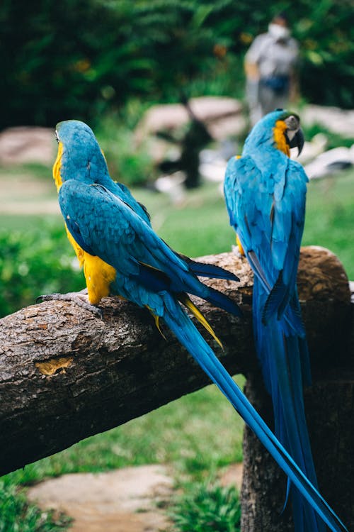 Selective Focus Photo of Two Blue Macaw Birds