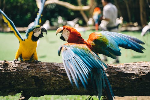 Photograph of Parrots Fighting