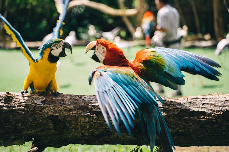 Photograph Of Parrots Fighting