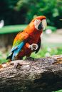 Photograph of a Scarlet Macaw on a Wooden Surface