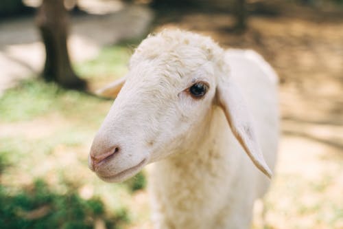 Close-Up Photograph of a White Lamb