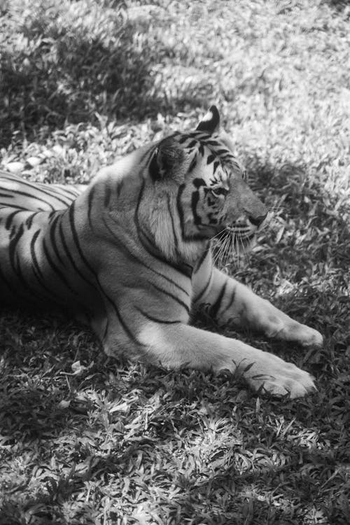 Grayscale Photograph of a Tiger on the Grass