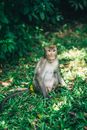 Free stock photo of 4k wallpaper, android wallpaper, animal