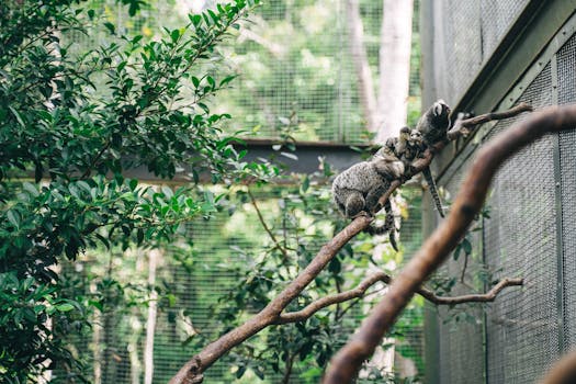 Marmosets perched on branches inside a lush zoo enclosure with natural greenery.