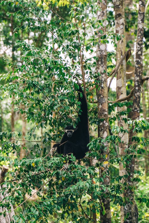 A Wild Monkey on the Tree