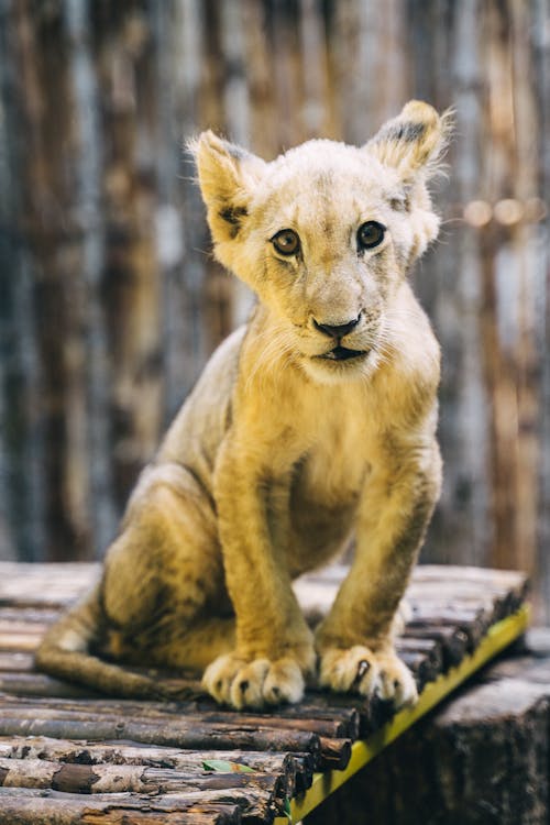 Free Photograph of a Lion Cub Stock Photo