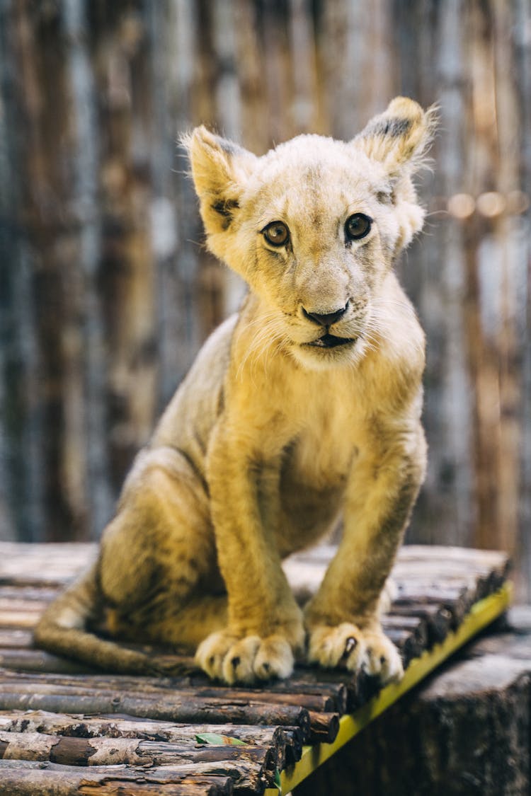 Photograph Of A Lion Cub