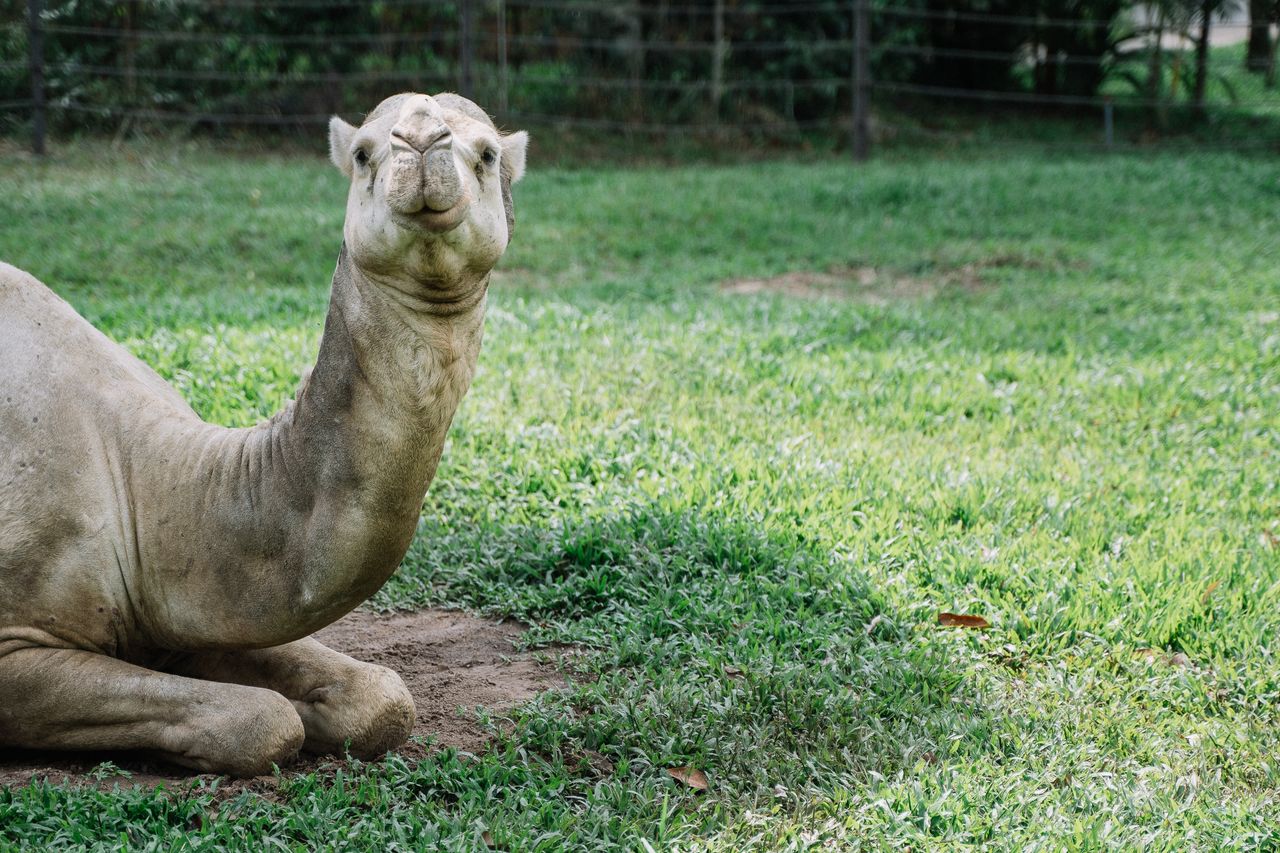 a camel relaxing on grass at an outdoor zoo capturing the essence of w