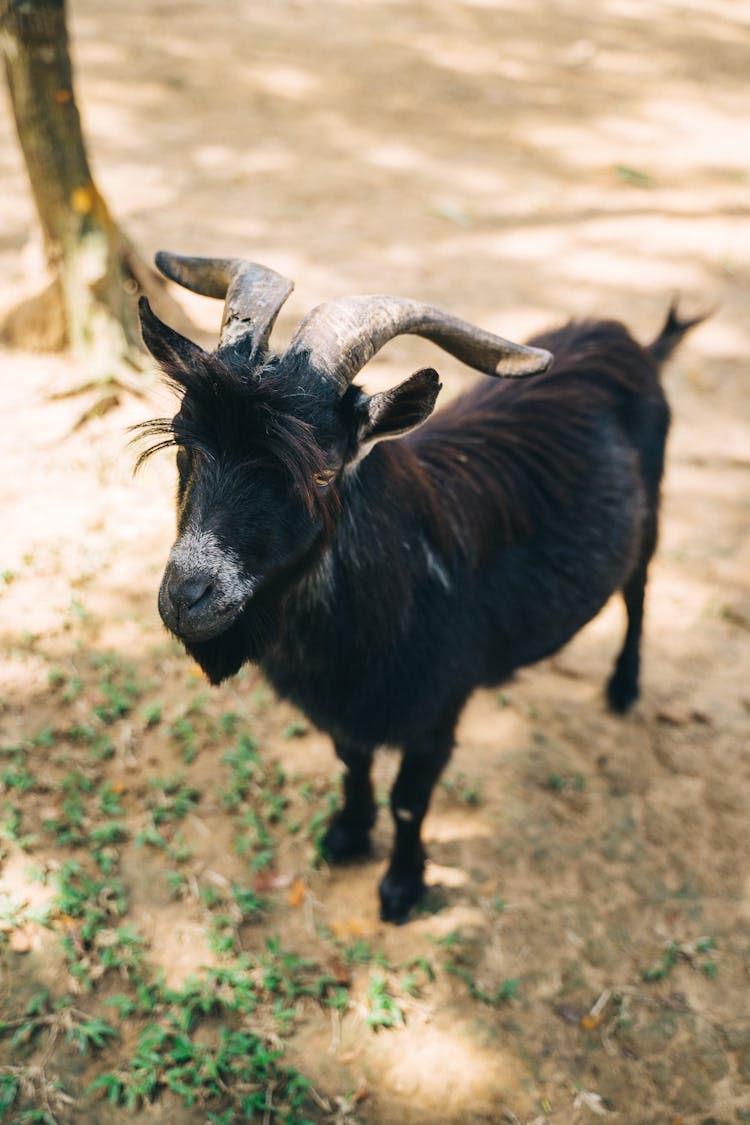 Photo Of A Black Goat