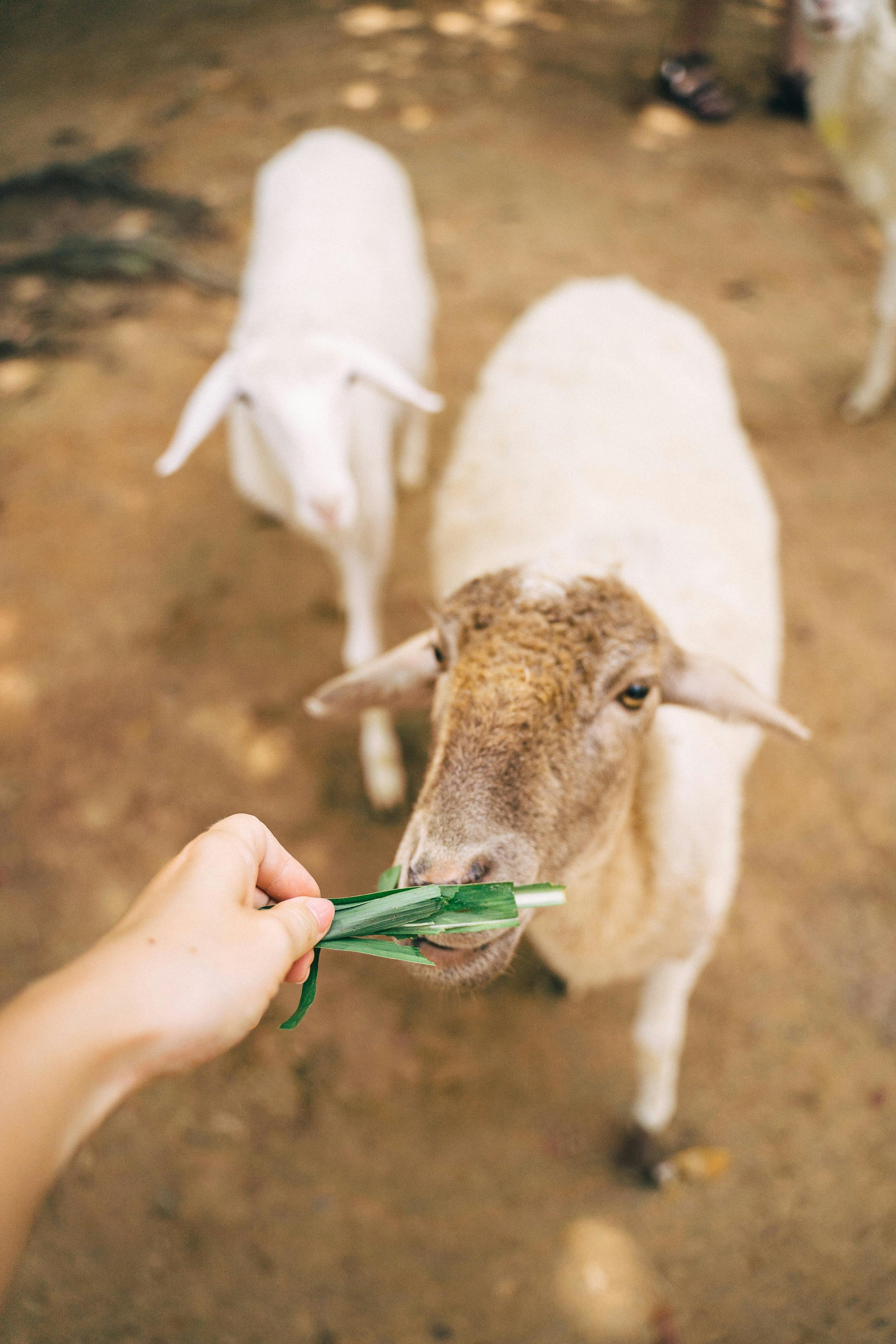 Close-up of a hand feeding sheep on a rural farm. Cute livestock interaction.