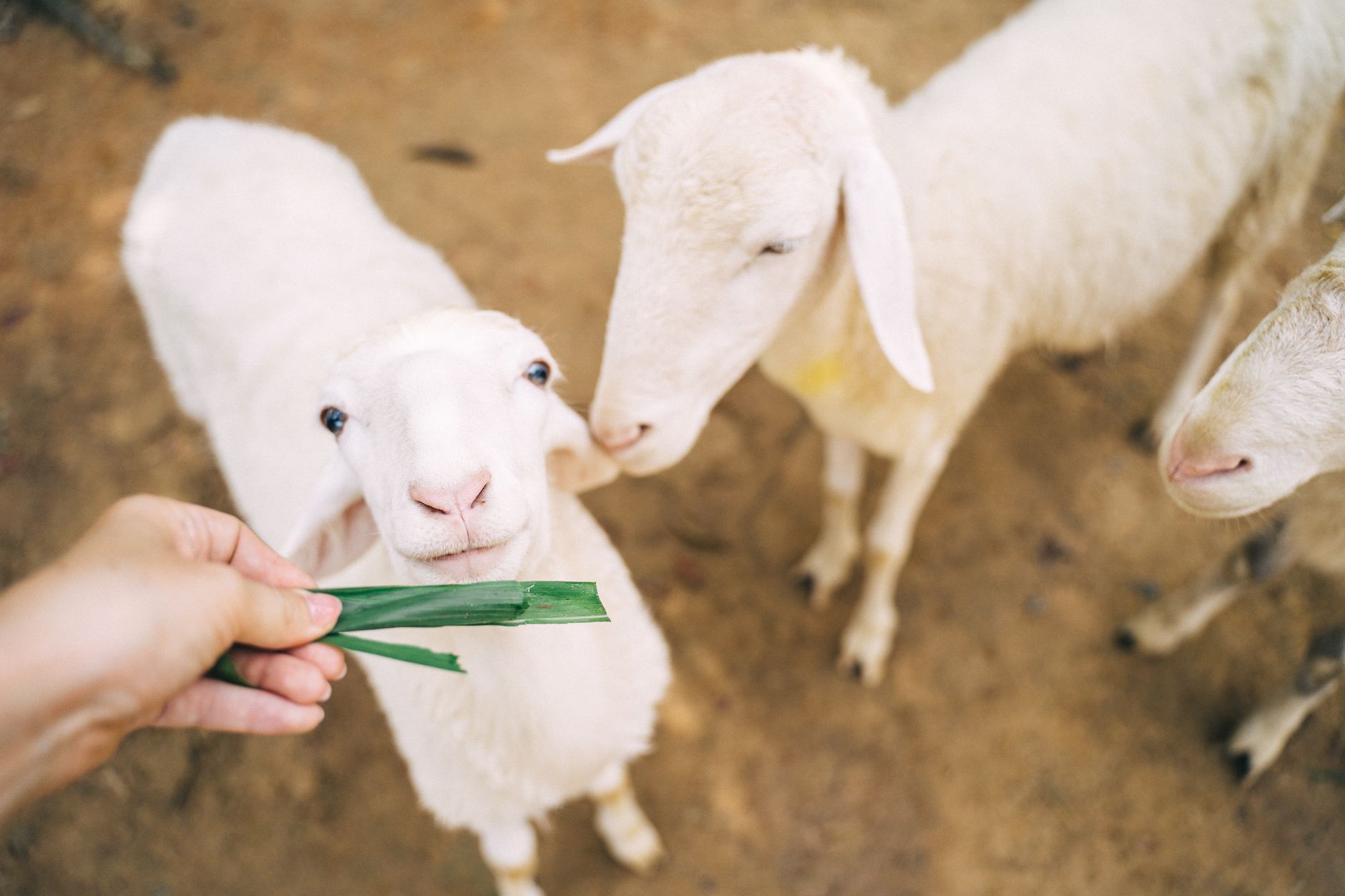 Healthcare and wellness consultation for a sheep