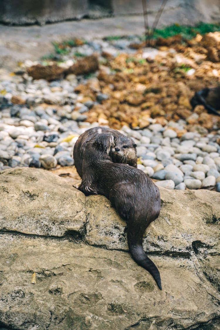 Otters On Rock