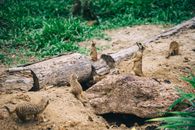 A Gang of Meerkat on the Ground
