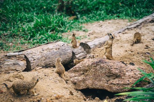 Free A group of meerkats standing alert in their natural habitat, showcasing wildlife behavior. Stock Photo