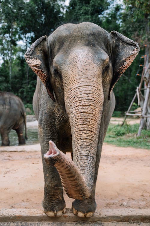 Fotobanka s bezplatnými fotkami na tému chobot slona, fotografie zvierat žijúcich vo voľnej prírode, slon