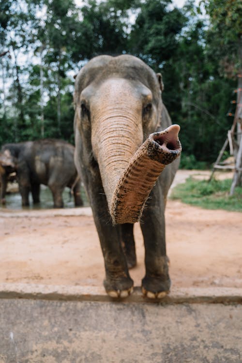Gratuit Imagine de stoc gratuită din animal, elefant, faună sălbatică Fotografie de stoc