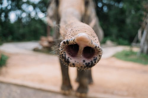 Foto d'estoc gratuïta de animal, bagul, elefant