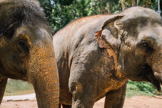 Two majestic Asian elephants captured in their natural habitat on a sunny day.