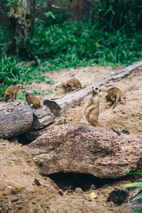 Free Group of meerkats in a sandy, natural setting exhibiting typical behavior. Stock Photo