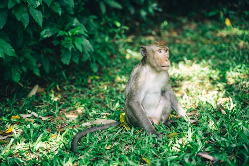 Close-Up Shot of a Monkey on the Grass 