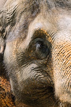 Detailed close-up of an elephant's eye showcasing wrinkles and texture.