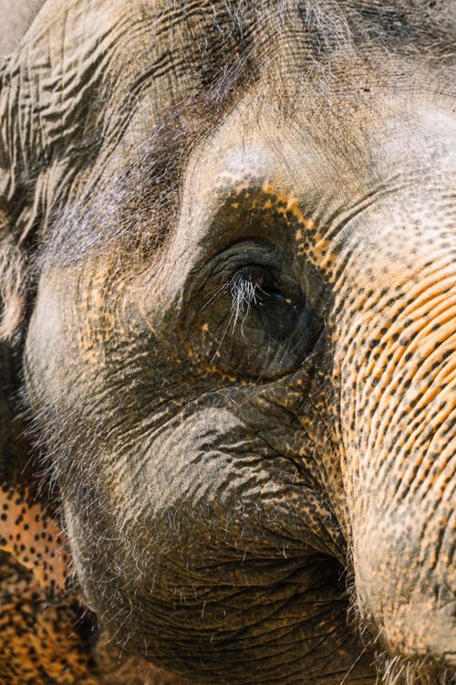 Free Detailed close-up of an elephant's eye showcasing wrinkles and texture. Stock Photo
