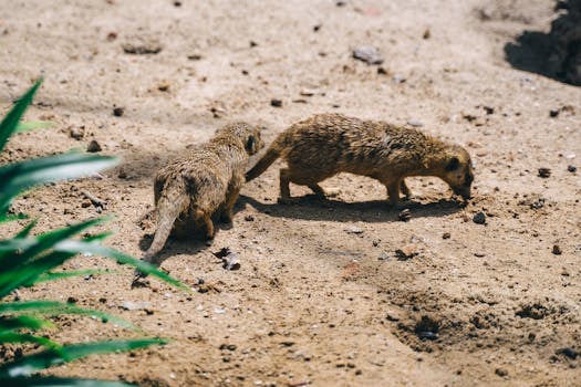 Two adorable meerkats exploring the sandy terrain in a natural setting.
