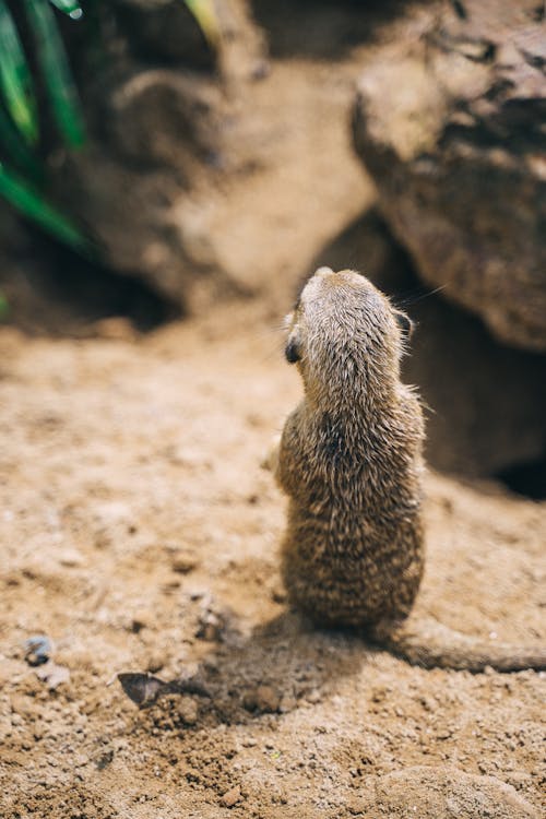 Foto d'estoc gratuïta de animal, d'esquena, fotografia d'animals