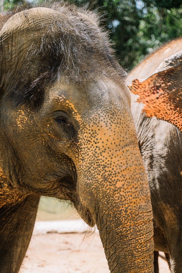 Close study of elephant skin — photo by Anna Tarazevich on Pexels