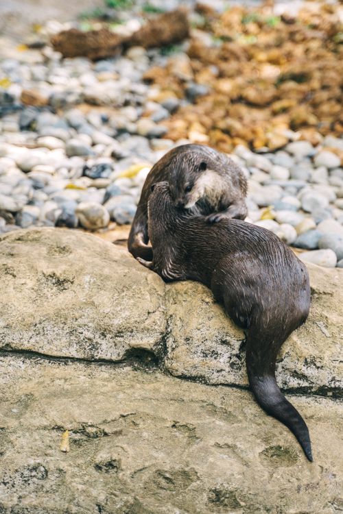 Free Two otters resting on a stone surface in a natural outdoor setting, surrounded by rocks and foliage. Stock Photo