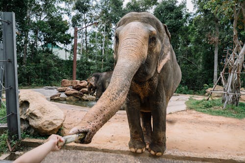 A Person Feeding a Gray and Brown Elephant