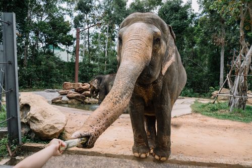Free An elephant reaches out its trunk to take food from a visitor at the zoo. Stock Photo
