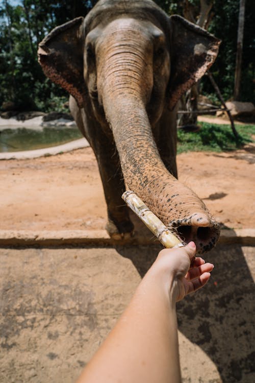 Gratuit Imagine de stoc gratuită din a închide, animal, elefant Fotografie de stoc